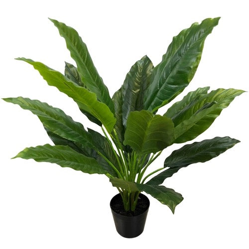 Potted Spathiphyllum Plant Adelaide Wedding Hire