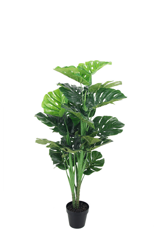 monstera deliciosa adelaide Potted Monstera Leaf Plant – Adelaide Wedding Hire